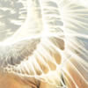 [Jaglion] Glowing Angelic Wings